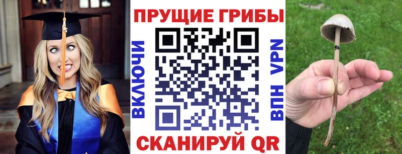 Галлюциногенные грибы Psilocybine cubensis купить цена Медногорск